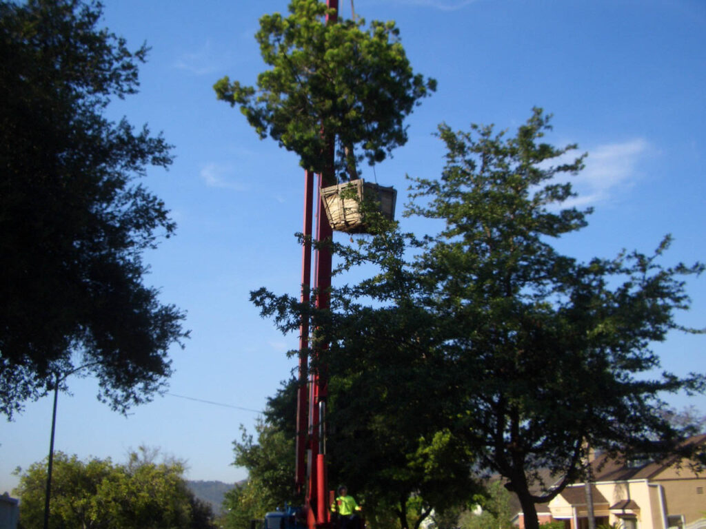 Planting a large tree